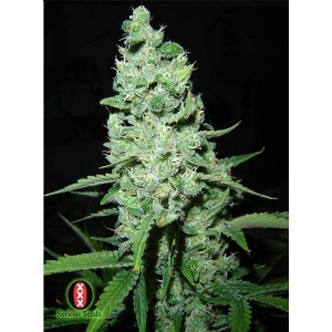 Serious Seeds - AK-47 Regolare