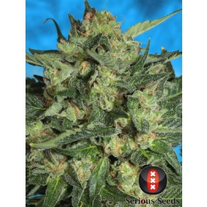 Serious Seeds - White Russian Auto