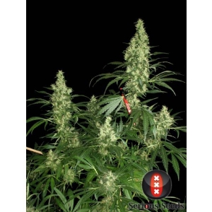 Serious Seeds - Kali Mist Regolare