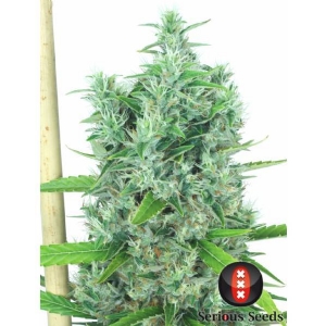 Serious Seeds - Kali Mist