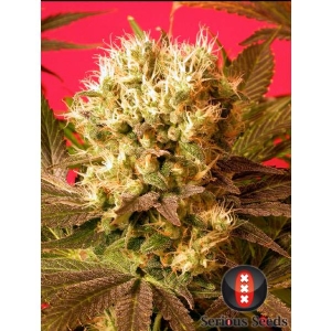 Serious Seeds - Motavation