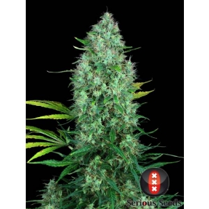 Serious Seeds - Serious Six