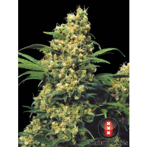 Serious Seeds - Warlock Regolare