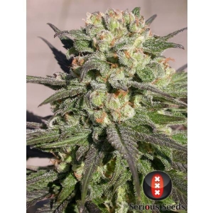 Serious Seeds - Warlock