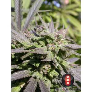 Serious Seeds - Biddy Early