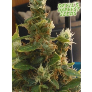 Devil s Harvest Seeds - Devil s Dawg