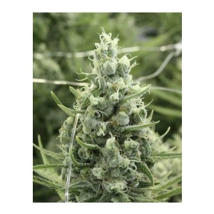 Devil s Harvest Seeds - Dazy Jones