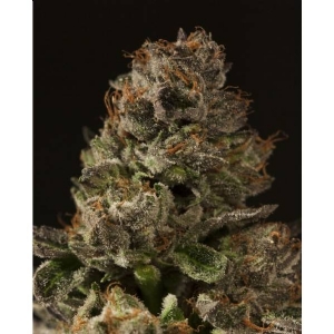Devil s Harvest Seeds - Strawberry Sour Diesel