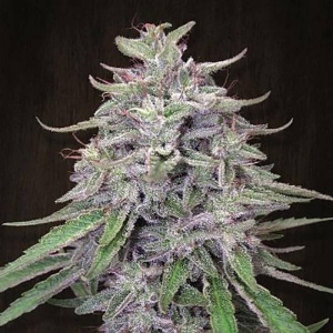 Ace Seeds - Bangi Haze Regolare