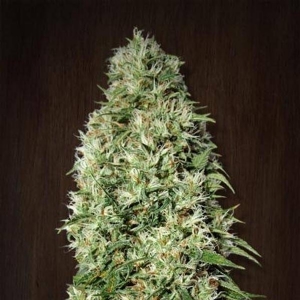 Ace Seeds - Orient express