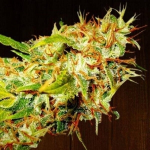 Ace Seeds - Zamaldelica