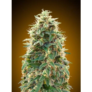 00 Seeds - Hashchis (ex Cheese) Auto