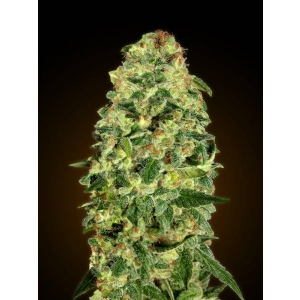 00 Seeds - California Kush Auto