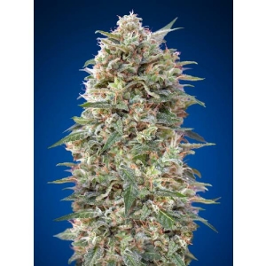 00 Seeds - California Kush