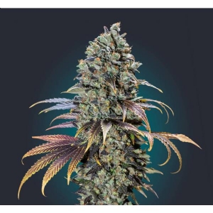 00 Seeds - Chocolate Cream