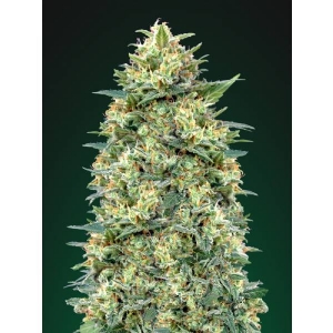 00 Seeds - White Widow Auto