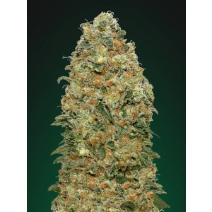 00 Seeds - White Widow