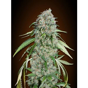 00 Seeds - Chocolate Skunk CBD