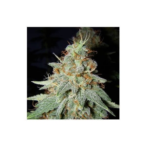 Big Buddha Seeds - Big Buddha Cheese