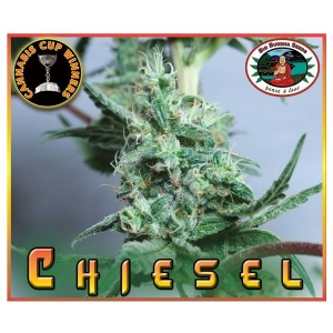 Big Buddha Seeds - Chiesel