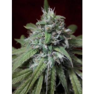 Cannabiogen - Peyote Purple Regolare