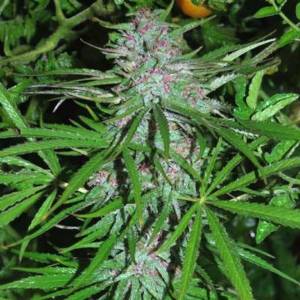 Cannabiogen - Panama