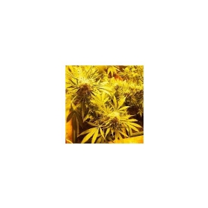 CBD Crew - CBD Indica Mix
