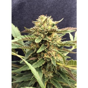 CBD Crew - CBD Therapy