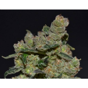 CBD Seeds - Diesel