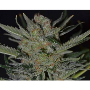 CBD Seeds - Domina
