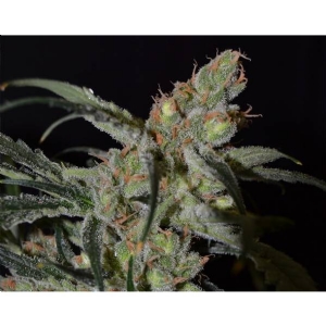 CBD Seeds - Shark