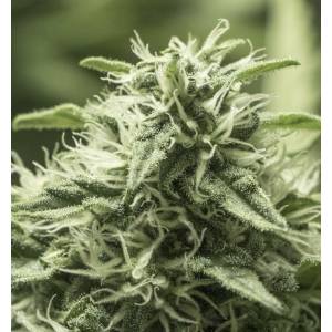 Eva Seeds - Black Dream