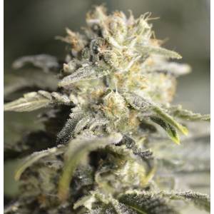 Eva Seeds - TNT Kush CBD