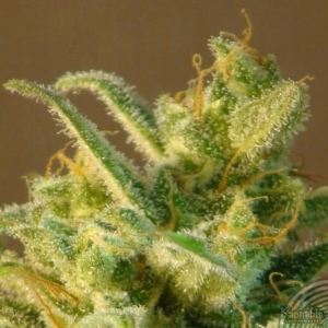 Kannabia - Mataro Blue Max Auto