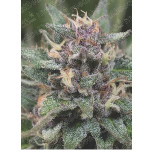 Medical Seeds - Blue Hell