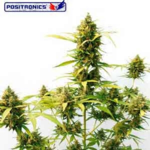 Positronics - Critical#47 Express Auto