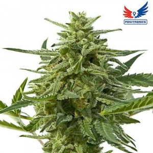 Positronics - Northern Haze Express Auto