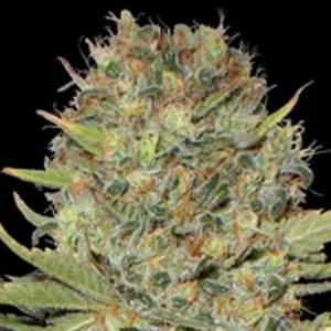 Professional Seeds - Doble Gum