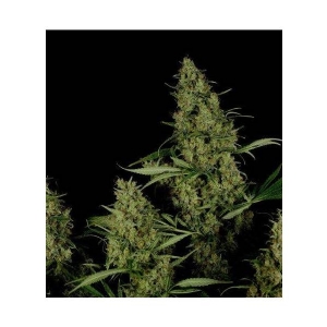 Resin Seeds - Critical Haze
