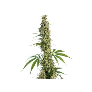 Sensi Seeds - Eagle Bill Regolare