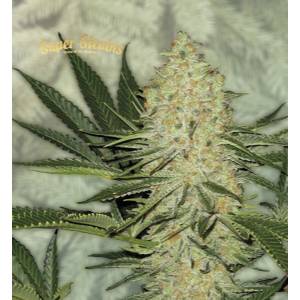 Super Strains - La Cucaracha