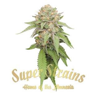 Super Strains - Enemy of the state