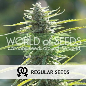 World of Seeds - Colombian Gold Regolare