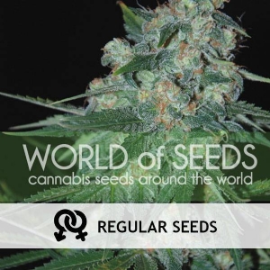 World of Seeds - Ketama Regolare