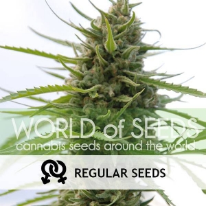 World of Seeds - Kilimanjaro Regolare