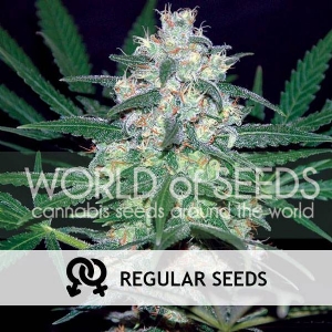 World of Seeds - Pakistan Valley Regolare