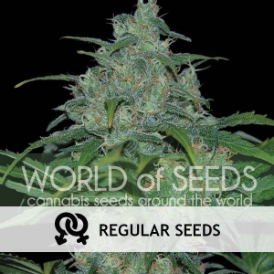 World of Seeds - Wild Thailand Regolare
