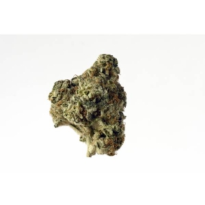 Amsterdam Genetics - AK Choco Kush