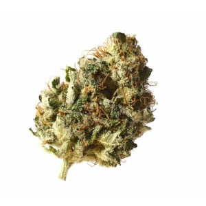 Amsterdam Genetics - Kosher Choco Kush