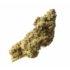 Amsterdam Genetics - White Choco Haze